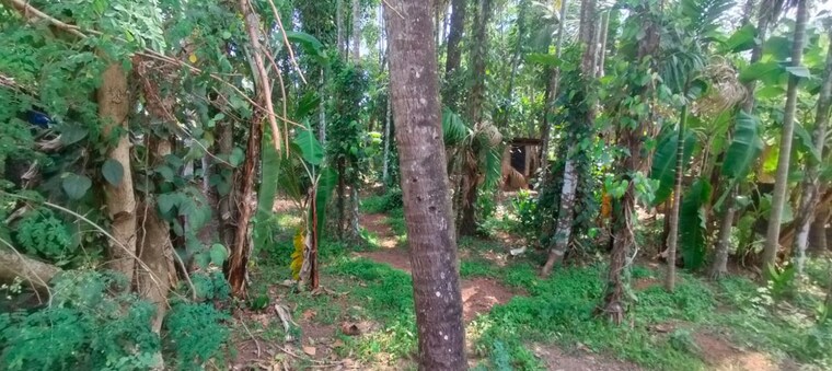 Garden, pamboor  6534 Sq.Ft. Plot In Pamboor Thrissur 10178920