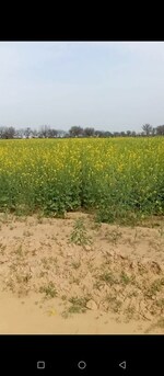 8 Acre Land in Pipli