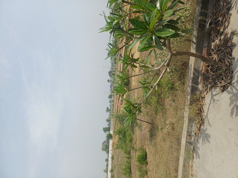 Garden, jewar  100 Sq.Yd. Plot In Jewar Greater Noida 10180347
