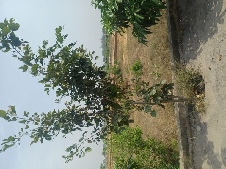 Garden, jewar  100 Sq.Yd. Plot In Jewar Greater Noida 10180347