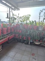 1 BHK 800 Sq.Ft. Builder Floor in Gomti Nagar