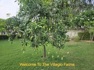 Plot Area in  Plot at Mohanlalganj – for Sale