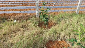 Plot Area in  Plot at Bagalur – for Sale