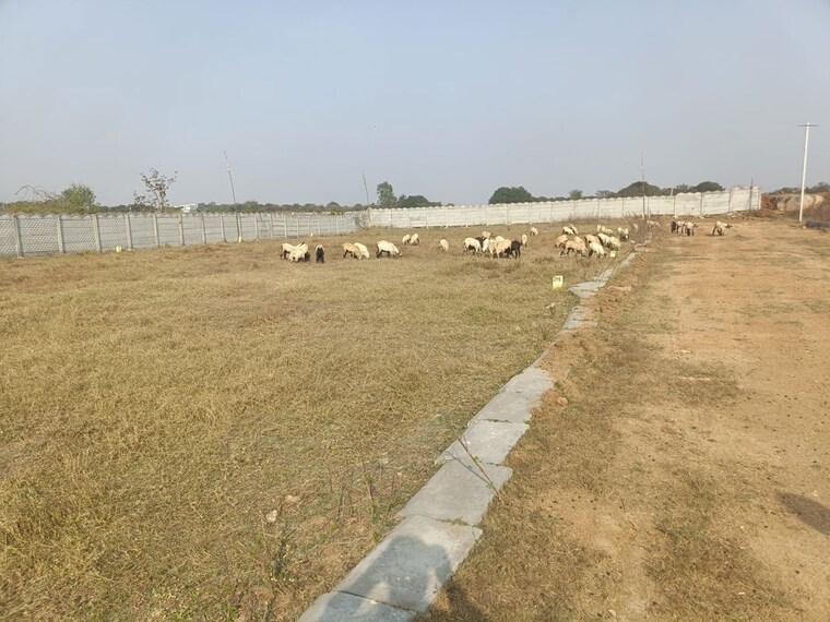 undefined, shadnagar  150 Sq.Yd. Plot In Shadnagar Hyderabad 10200324