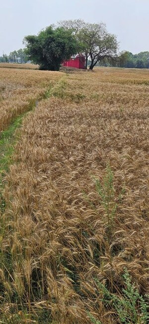 Plot Area in  Plot at Kanhauli – for Sale