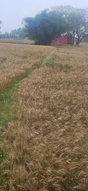 Plot Area in  Plot at Kanhauli – for Sale