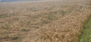  Plot For Sale in Kanhauli