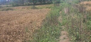 Plot Area in  Plot at Kanhauli – for Sale