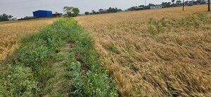 Plot Area in  Plot at Kanhauli – for Sale