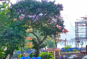 1 BHK Apartment – Garden View at Poonam Apartments Worli, Worli - for Rent