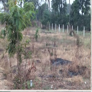 Plot Area in  Plot at Pathardi Shivar – for Sale