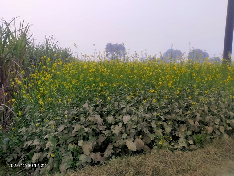 undefined, modinagar Commercial Industrial Plot 4000 Sq.Yd. In Modinagar Ghaziabad 10203915