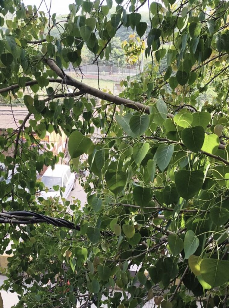 Garden, govindpuri 3 Bedroom 900 Sq.Ft. Builder Floor In Govindpuri Delhi 10206400