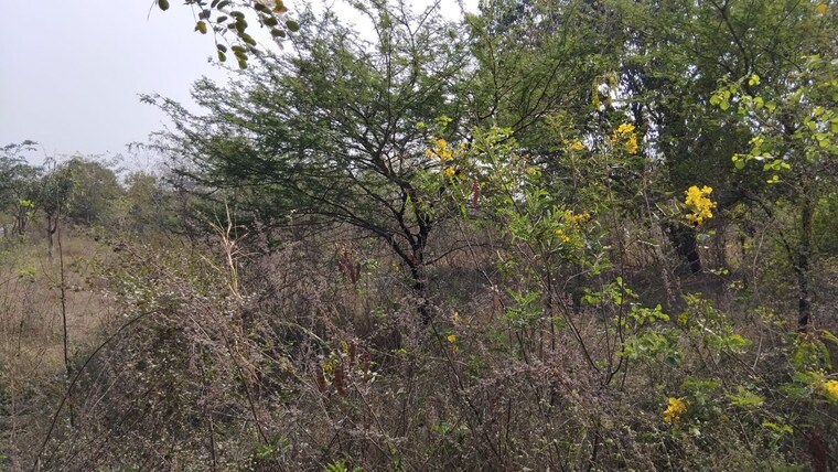 Garden, tellapur  500 Sq.Yd. Plot In Tellapur Hyderabad 10206497