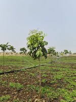 605 Sq.Yd. Plot in Kukatpally