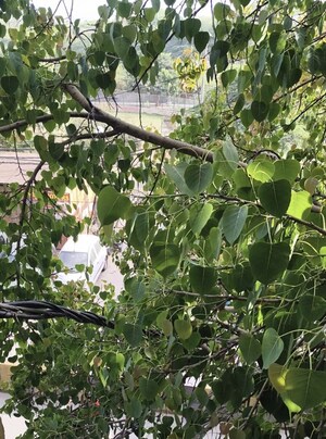 3 BHK Builder Floor – Garden View at Govindpuri - for Rent