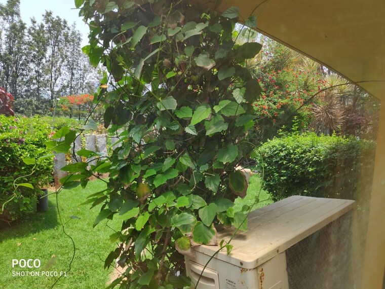 Garden, windmills-of-your-mind 3 Bedroom 3800 Sq.Ft. Villa In Whitefield Bangalore 10214274