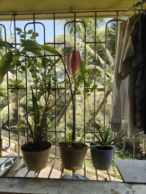 Balcony in 2 BHK Apartment at Shree Chintamani CHS, Natu Paranjpe Colony – for Rent