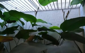  3 BHK Villa at Whitefield – for Sale