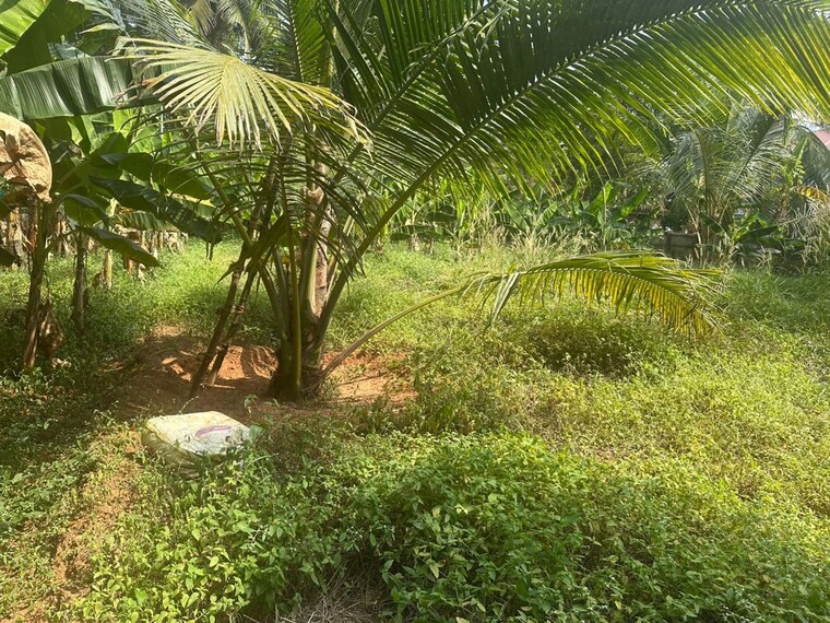 Garden, cheroor  3484 Sq.Ft. Plot In Cheroor Thrissur 10234408