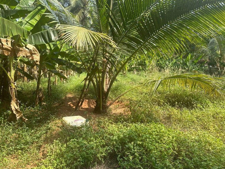Garden, cheroor  3484 Sq.Ft. Plot In Cheroor Thrissur 10234408