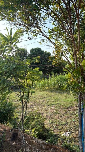  Plot For Sale in Chembukkavu