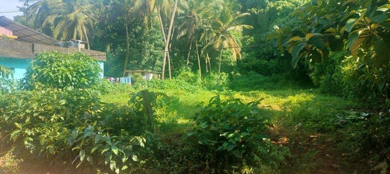 Garden, amala nagar  7404 Sq.Ft. Plot In Amala Nagar Thrissur 10237086