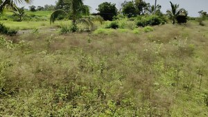 Plot Area in  Land at Dalimb – for Rent