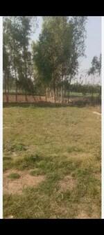 250 Sq.Yd. Plot in Sector 80