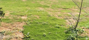  Plot For Sale in Yelahanka