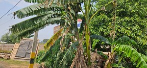  Plot – Exterior View View at Dayalpur Daulatpur - for Sale