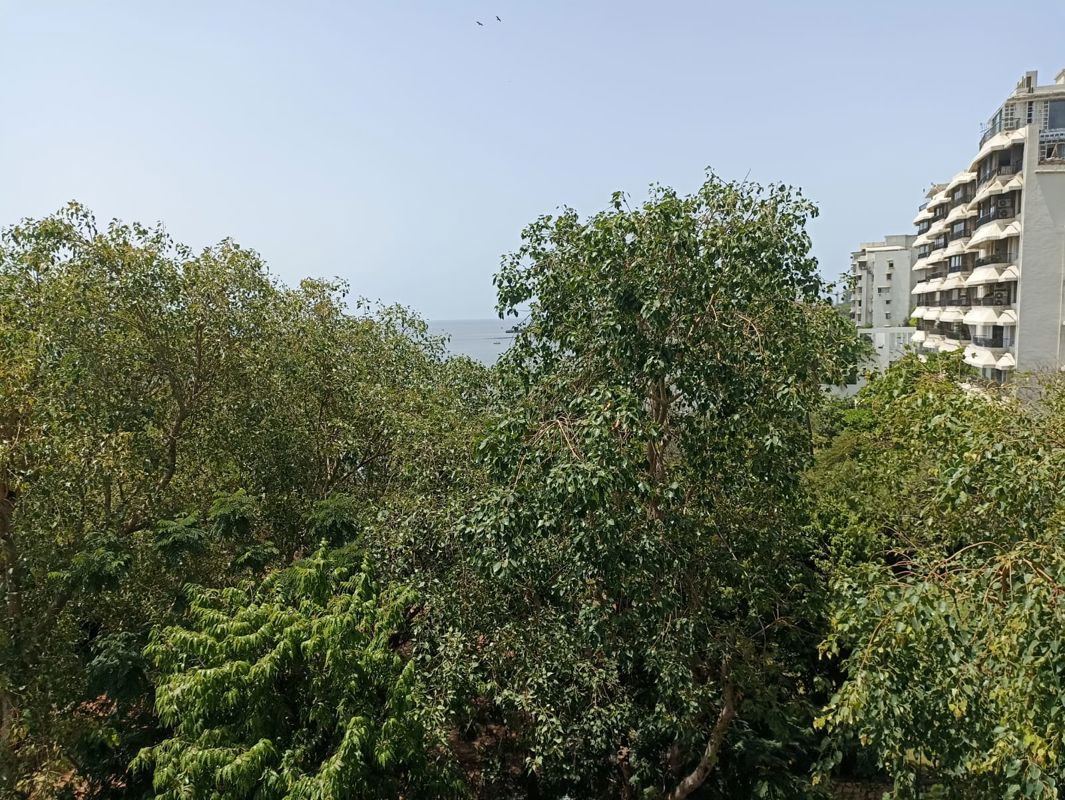 3 BHK + Study Room Apartment For Sale in Colaba