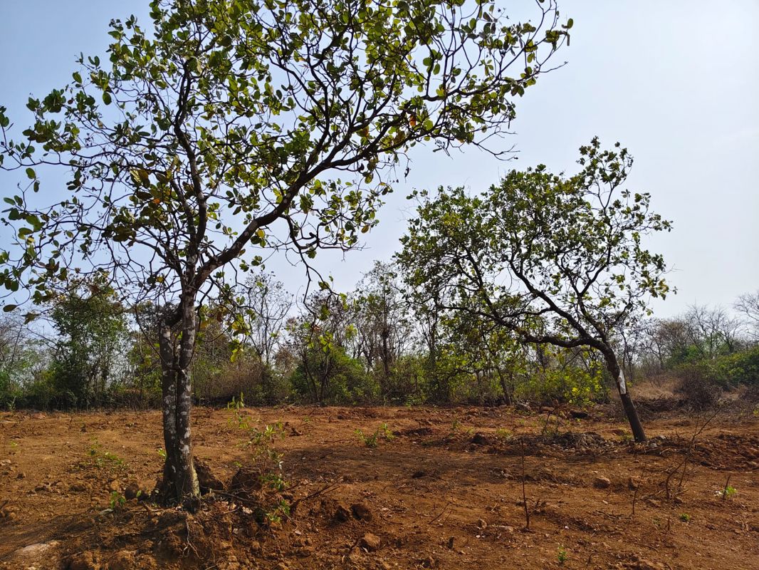 Plot For Sale in Alpha 1 Greater Noida