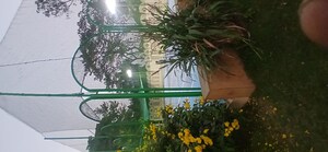 4 BHK Apartment – Garden View at Dosti Group Elite, Sion - for Sale