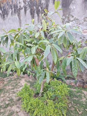  Land – Garden View at Palm Residency Chhatarpur, Chattarpur - for Sale