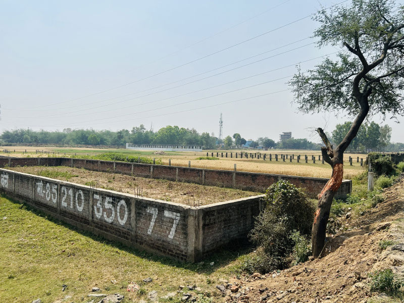 Plot For Sale in Baronwala