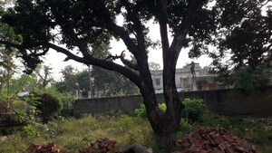 Plot Area in  Plot at Tiwari Tola – for Sale