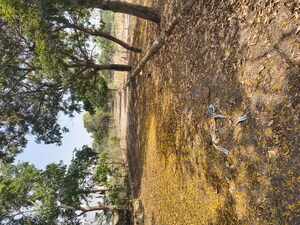  Plot – Garden View at Kowkoor - for Sale