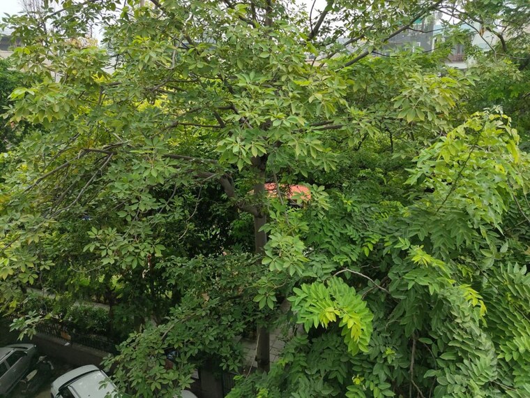 Garden, east of kailash 2 Bedroom 1100 Sq.Ft. Builder Floor In East Of Kailash Delhi 10266343