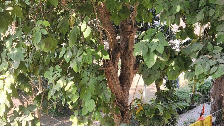 Exterior View, amar colony 2 Bedroom 900 Sq.Ft. Builder Floor In Amar Colony Delhi 10266450