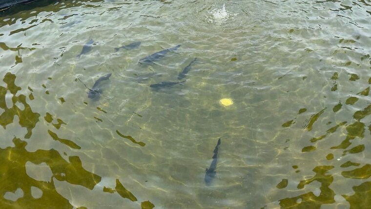 Garden, sobha-dream-gardens 2 Bedroom 1058 Sq.Ft. Apartment In Thanisandra Main Road Bangalore 10268586