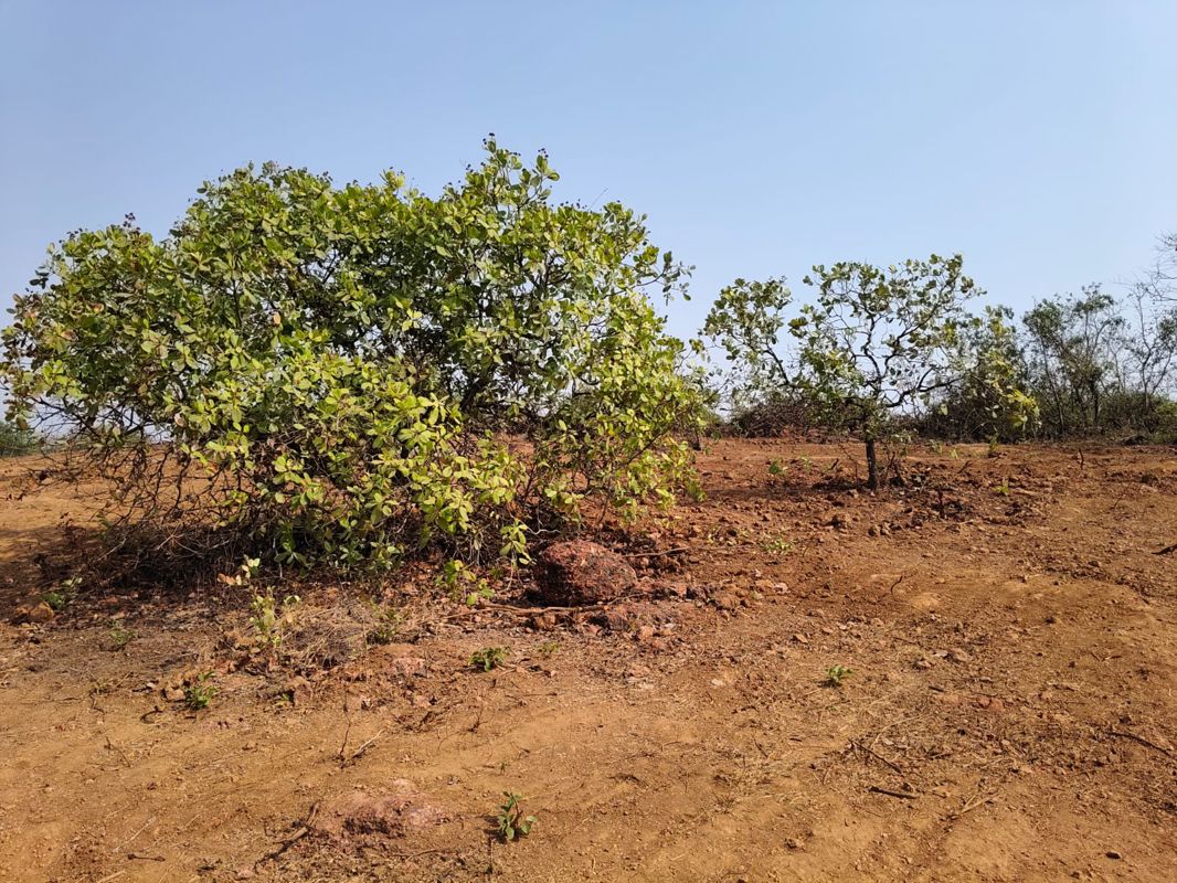 Plot For Sale in Konkan Nagar