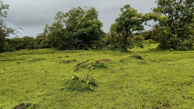 Garden, guhagar  80 Acre Plot In Guhagar Ratnagiri 10277487