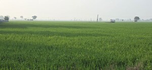  Plot For Sale in Jewar