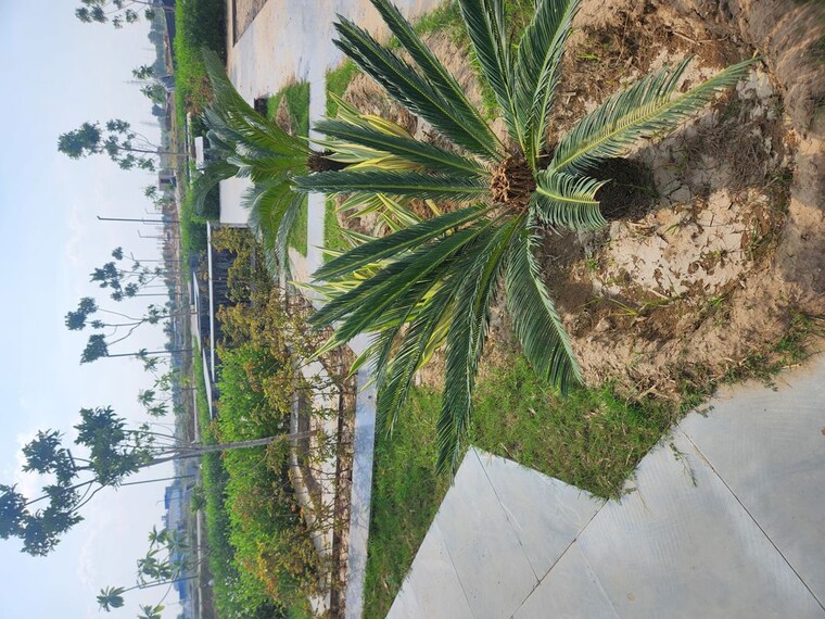 Garden, jms-the-pearl  131 Sq.Yd. Plot In Sector 95 Gurgaon 10286409