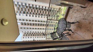 Balcony in 3 BHK Apartment at Experion The Heart Song, Sector 108 – for Rent