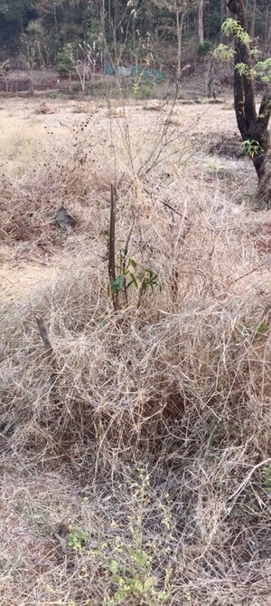 Plot Area in  Industrial Plot at Ghodbunder – for Sale