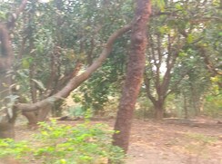 Plot For Sale in Chirle