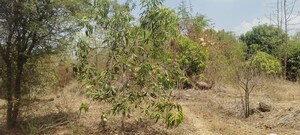 Plot Area in  Land at A D Sivana, Murbad – for Sale