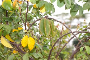  Plot – Garden View at Trinity The Capital, Kandukur - for Sale